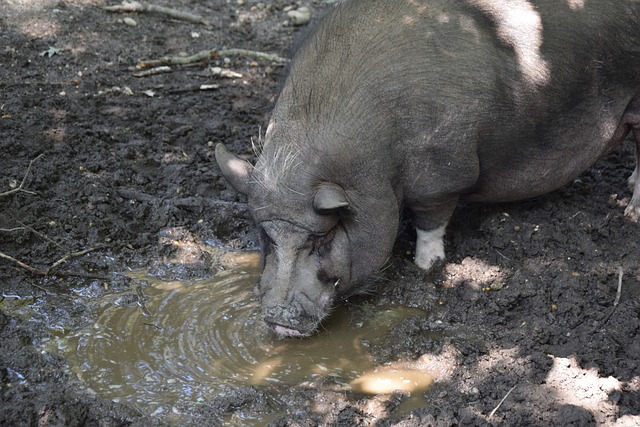限制凯尔特 限制凯尔特